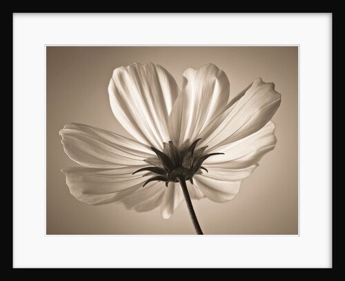 Cosmos flower by Assaf Frank